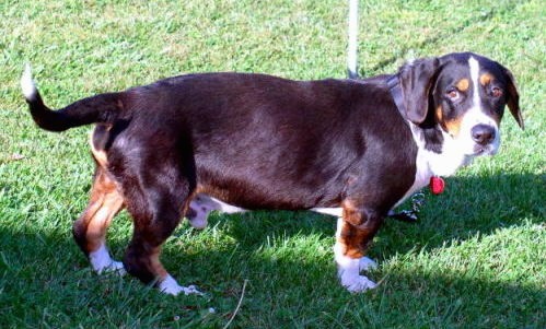 Sideview of a tricolored black, tan and white, thick bodied dog with short legs and a belly that is low to the ground, a long black tail with a white tip and long soft ears that hang down to the sides standing in grass.