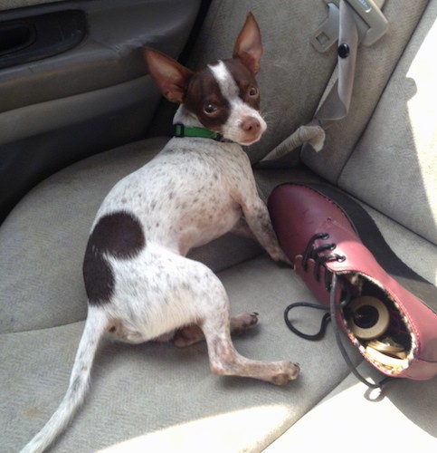 A small white and brown dog with pointy perk ears, a long tail, a white body with brown ticking and brown patches of fur, a brown nose, wide brown eyes wearing a green collar laying in the back seat of a car next to a red shoe.
