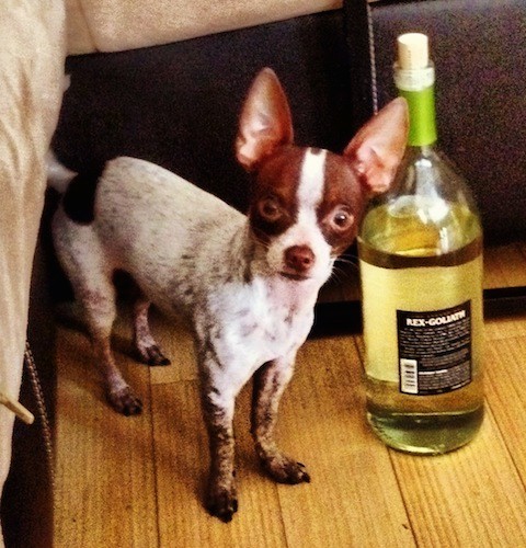 A white and brown small dog standing next to a bottle of white wine on a hardwood floor in front of a leather couch. The dog has a white body with brown ticking, brown around the sides of his face and around each eye, brown ears, a patch of brown near the base of his tail and a brown nose and wide round brown eyes.