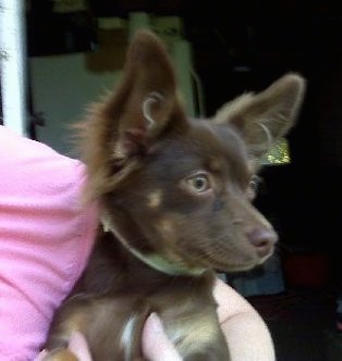 Side view head shot of a lady in a pink shirt holding a little brown dog with perk ears, tan eyes, a brown nose, a little bit of white on her chest and a few tan spots.