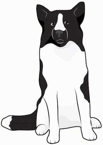 Front view drawing of a black and white thick coated, long-haired dog with a long fluffy tail, perk ears, a blak nose and dark eyes sitting down.