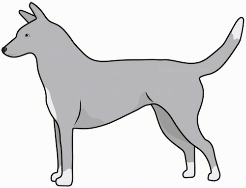Side view drawing of a gray with white shorthaired dog with perk ears and a long tail and pointy snout standing up.