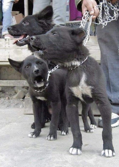A person holding the leashes to three black and white puppies who are in mid bark.