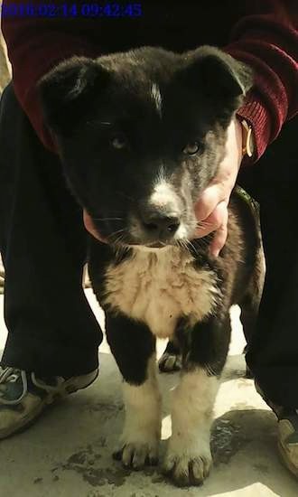 A small thick coated black and white puppy with small v-shaped ears that fold down and over to the front with a patch of white on his otherwise black head, white on his chest and legs and a black nose. There are human hands around the dogs neck.
