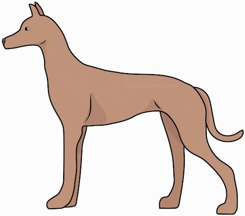 Side view drawing of a tall, skinny brown dog with a long tail, a long snout and small perk ears standing.