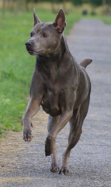 Action shot of a dog running down a concrete walkway with its front paws off of the ground. The dog has small perk ears, a gray coat and dark eyes.