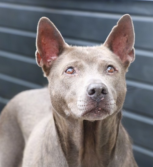 Front view head shot of a light gray dog with small perk ears, a gray nose and brown eyes looking alert
