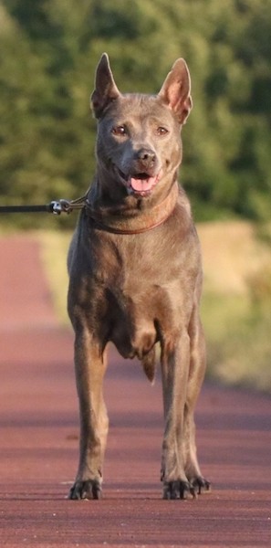 Front view of a gray shorthaired dog with brown eyes and a gray nose with its tongue showing standing on a walkway with trees in the distance. Its nose looks crooked