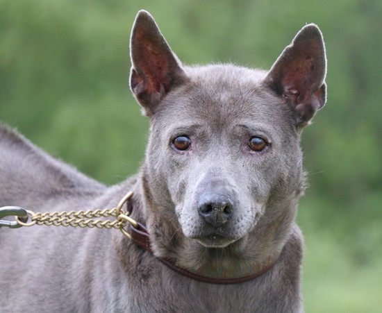 Front view head shot of a shorthaired gray dog with brown eyes and perk ears looking forward. The dog has a line down its back.
