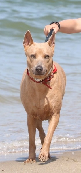 Front view of a shorthaired red dog walking down a sandy beach with waves behind it. The dog is wearing a red collar and there is a person's hand holding its lead. The dogs eye are golden yellow.