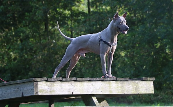 Side view of a shorthaired gray dog with perk ears wearing a black harness standing alert at the edge of a wooden dock.