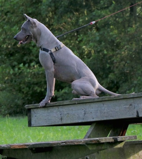 Side view of a thick-bodied, light gray shorthaired dog with perk ears and silver eyes sitting at the edge of a wooden dock.