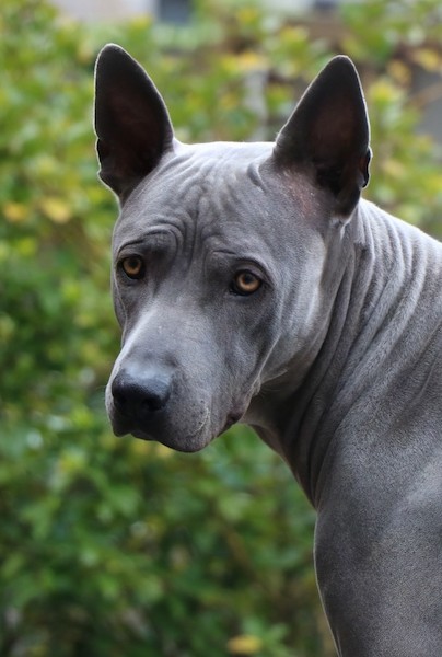 Side view of a shorthaired extra skinned, wrinkly dog with light brown eyes and perk ears with a black nose turned and looking towards the camera.