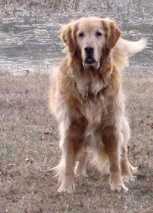 A golden tan large breed dog with a wide muzzle, a black nose, dark eyes, ears that hang down to the sides showing from the front with thick fur standing outside in brown grass in front of a body of water.