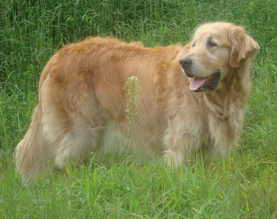 Side view of a large orange colored tan dog with a big head a large muzzle, almond shaped eyes and ears that hang down to the sides with a long tail that reaches the ground and a thick coat covering its whole body standing outside in grass.