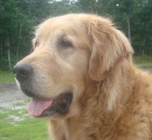 A golden tan large breed dog with a big head, brown eyes and a black nose standing outside in front of water. The dog has drop ears that hang down to the sides and large dewlaps for lips.