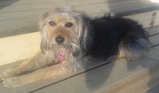 A shaggy but soft looking black and tan dog with a black body, a tan head and legs with long ears that hang down to the sides, brown eyes and a black nose laying down on a wooden deck with her head in the sun and back in the shade.