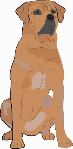 Front view of a wide chested, muscular dog with a lot of extra skin and wrinkles with large dewlaps, black on the end and front of her muzzle and chin and around each eye with lighter spots on her body sitting down facing forward. The dog has wide ears that hang down to the sides.