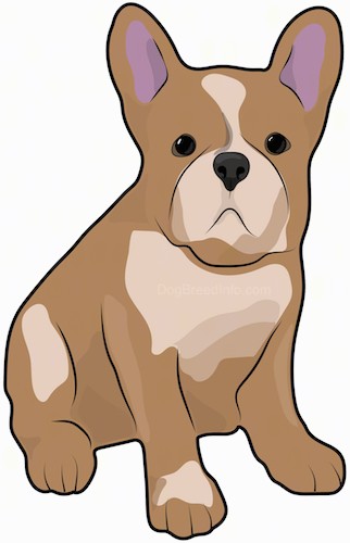 Front side view drawing of a brown and tan small dog with a stocky large body and big bat perk ears, a pushed back face, large round dark eyes and a big black nose sitting down.