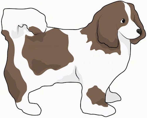Side view drawing of a small brown and white fluffy dog with its tail curled up over its back, long ears that hang down to the sides, a long thin muzzle, dark eyes and a dark nose standing.