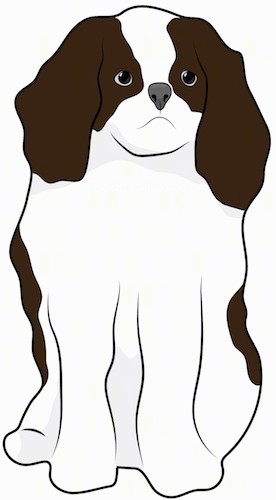 Front view drawing of a small, dark brown and white thick coated dog with long soft ears, a dark nose and dark eyes sitting down.