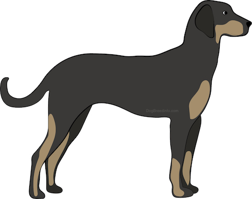 Side view drawing of a brown with tan hound dog with ears that hang down to the sides, long legs and a long tail with a long muzzle and a black nose standing up.