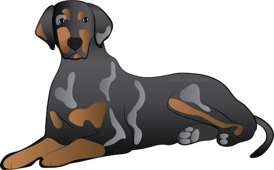 Front side view drawing of a brown with gray and tan hound dog with ears that hang down to the sides, a long tail with a long muzzle and a black nose laying down.