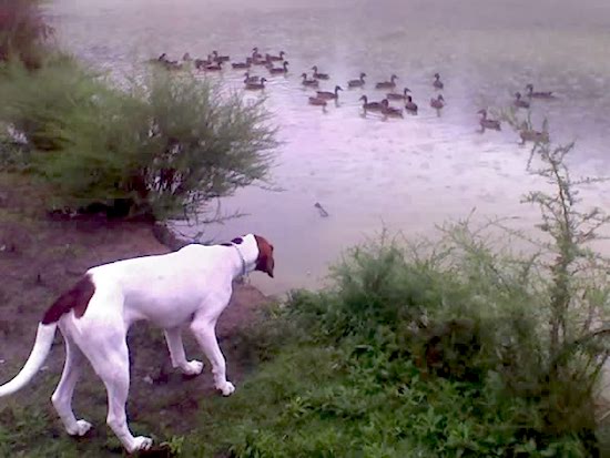 A white dog with brown and black patches with a white body and a brown head looking into water that has a bunch of ducks swimming. The dog's head is low and he is looking at the birsd.