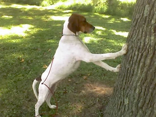 A white ticked dog with a brown head and brown on the base of his tail with his front paws on the trunk of a large tree