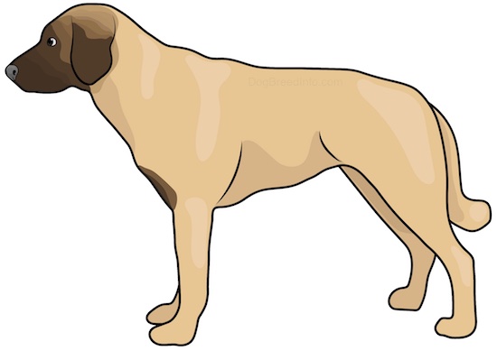 A side view drawing of a yellowish-tan dog with a darker brown muzzle, a long thick tail dark eyes and a black nose standing.