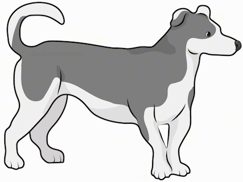 Side view drawing of a low to the ground gray and white dog with short legs, a long tail that curls up over its back, small ears that fold down to the sides and a long snout standing looking to the right.