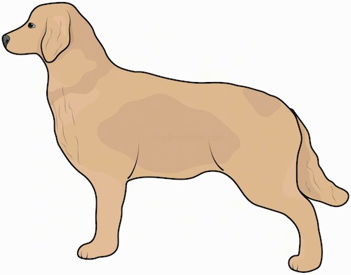 Side view drawing of a large tan, thick coated dog with a long furry tail, ears that hang down to the sides and a long muzzle with a dark nose and dark eyes standing.
