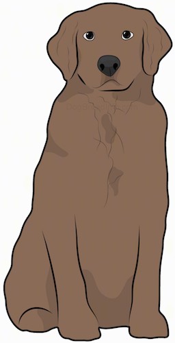 Front view drawing of a brown dog with a thick coat, ears that hang down to the sides, a big black nose and dark eyes sitting down.