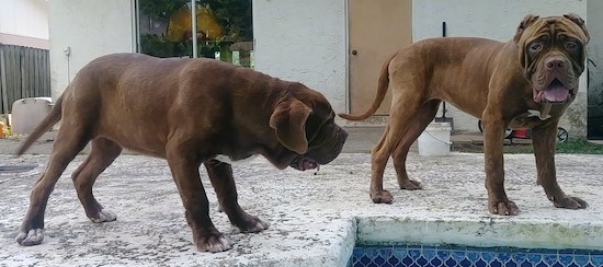 Two large breed reddish brown dogs with big wrinkly heads and long tails outside in front of a house.