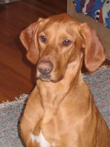 Front view upper body shot of a bright brown dog with brown eyes, long soft ears that hang down to the sides, a brown nose and a little white on his wide chest sitting down on a rug inside of a house.