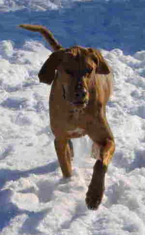 A large breed orange dog with a long snout, long ears that hang down to the sides and a long tail trotting through the snow.