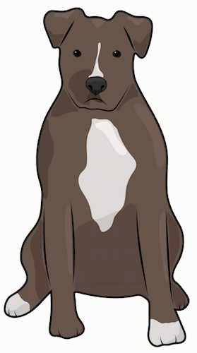 A drawing of a brown and white wide chested , muscular bully type dog with small fold over ears sitting down.