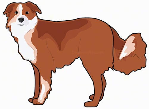 Side view - a drawing of a brown dog with patches of tan and white standing holding his thick long tail low. The dog has a black nose and dark eyes with small ears that hang down on the sides of his head.