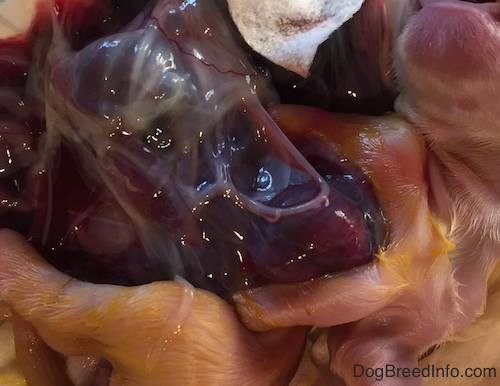Close up of the belly of a puppy with its insides on the outside of the body. You can see the organs including the heart.