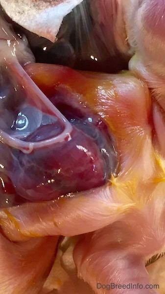 Close Up - of the beating heart of a puppy on the outside of its body.
