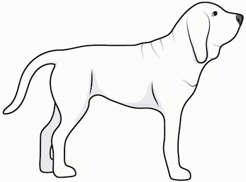 Side view drawing of a large breed white dog with a long tail and a lot of extra skin and wrinkes standing up.