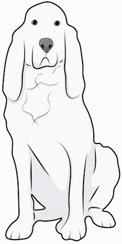 Front view drawing of a solid white large breed hound dog with very long ears that hang down to the sides and extra droopy skin sitting down.