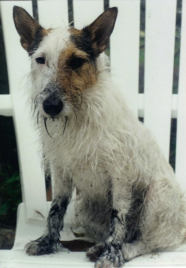 A muddy white with tan and black shaggy looking dog with scruffy hair hanging from her stocky body sitting outside on a white lawn chair. Her muzzle is long, nose is black and she has large per ears.