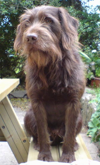 A brown wire, scruffy looking large breed, brown dog with a brown nose, brown eyes and long ears that hang down to the sides with longer hair on them sitting down outside on a picnic bench. The dog's chest looks muscular.