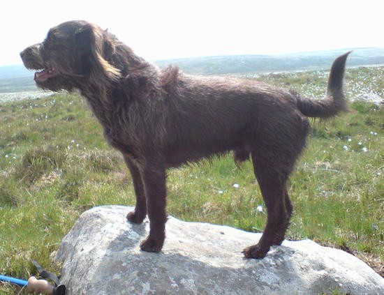 Side view - A large breed dog with longer wiry hair on his chest, head, ears belly and fringe on his tail standing on a rock with a view of the valley in the distance. The dog has his mouth open and tongue showing.