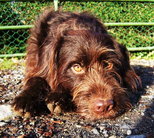 Front view - a long coated wirey brown dog with golden yellow almond shaped eyes, and a brown nose laying down outside in gravel with a green fence behind him. 