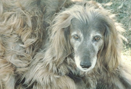 Close up of a graying long haired, red colored dog with shorter hair on her face and very long flowing, wavy hair all over the top of her head, on her long hanging ears and on her body laying down in the grass