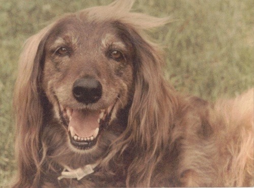 Close up head shot of a red colored, very long haired dog with longer hair on her body and head, with shorter hair on her muzzle and face, copper brown eyes and a black nose laying down in grass smiling