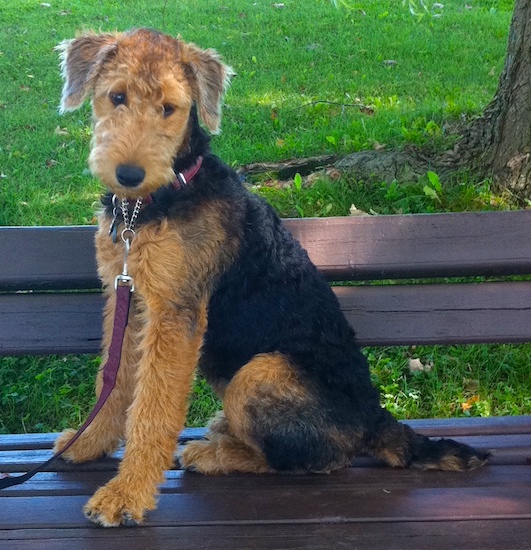 Terrier Dog Breed Information and Pictures