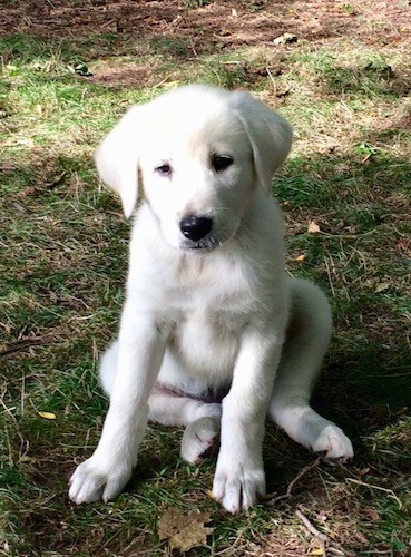 A young large breed pure white puppy with soft ears that hang to the sides, a black nose and dark eyes sitting down in grass